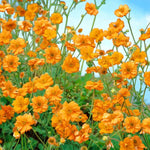 Geum Prinses Juliana Bare Root  4