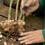 Ginger Bare Roots A gardener holding a freshly lifted ginger plant, showing the knobbly rhizomes and green stems still covered in soil. 2