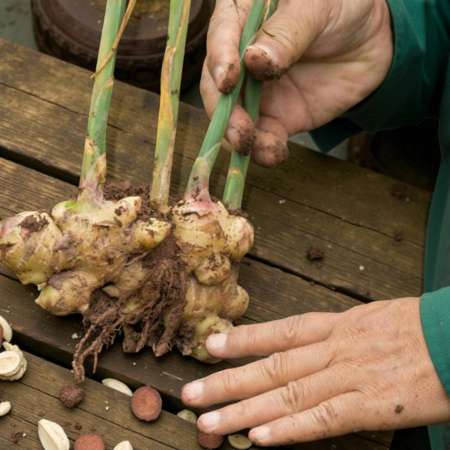 Ginger Bare Roots A gardener holding a freshly lifted ginger plant, showing the knobbly rhizomes and green stems still covered in soil. 2