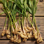 Ginger Bare Roots Multiple freshly harvested ginger plants arranged on wooden boards, with pale rhizomes attached to long green leafy stems. 3