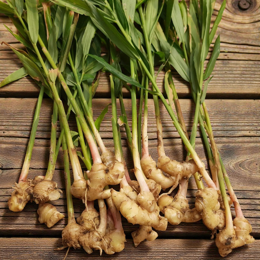 Ginger Bare Roots Multiple freshly harvested ginger plants arranged on wooden boards, with pale rhizomes attached to long green leafy stems. 3