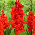 Gladiolus Bulbs Advance  1