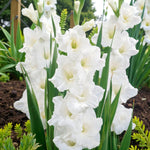 Gladiolus Bulbs Amsterdam  1