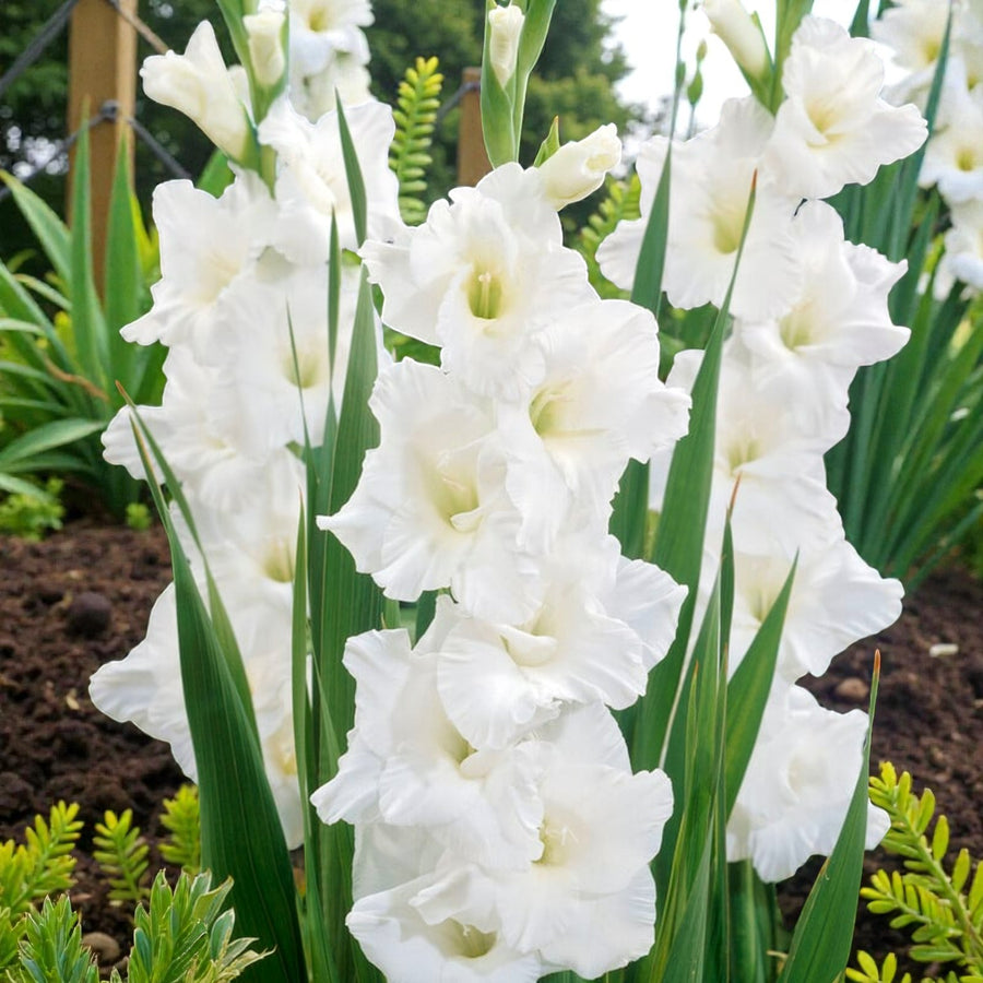 Gladiolus Bulbs Amsterdam  1