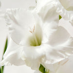 Gladiolus Bulbs Amsterdam  2
