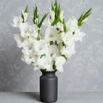 Gladiolus Bulbs Amsterdam  3
