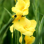 Gladiolus Bulbs Bananarama  2