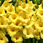 Gladiolus Bulbs Bananarama  3