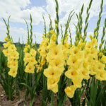 Gladiolus Bulbs Bananarama  1