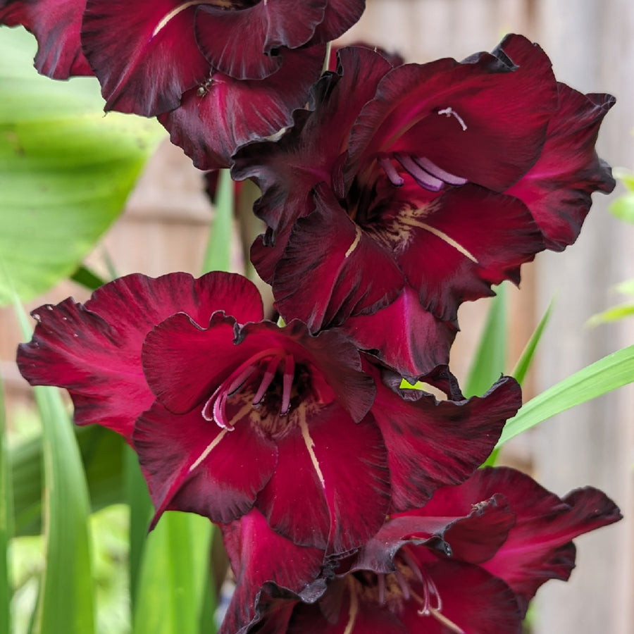 Gladiolus Bulbs Black Star GLADIBULBBLKSTR - gladioli black star summer flowering bulb - image1 1