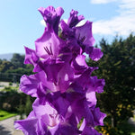 Gladiolus Bulbs Blue isle  2