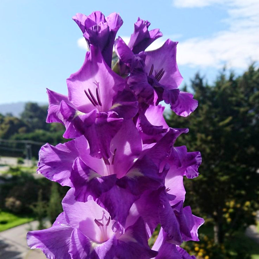 Gladiolus Bulbs Blue isle  2