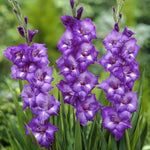 Gladiolus Bulbs Blue isle  1