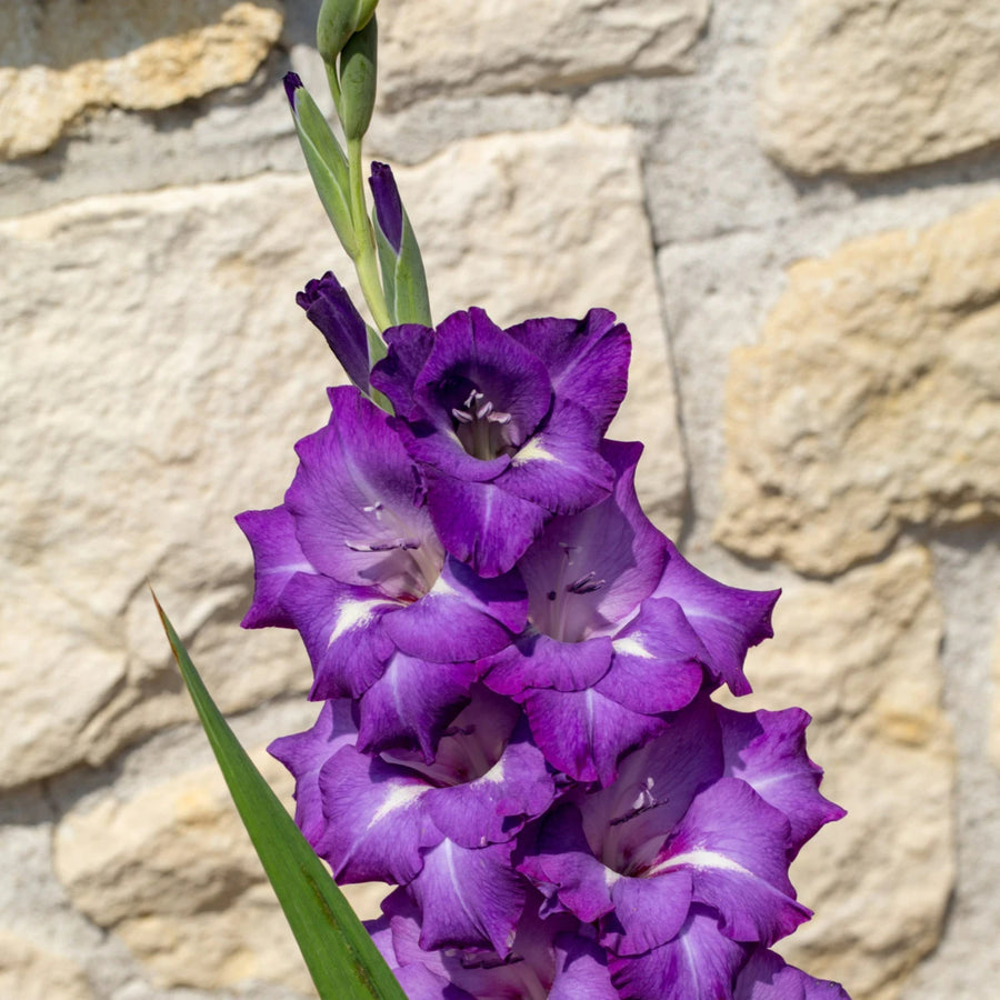 Gladiolus Bulbs Blue isle  3