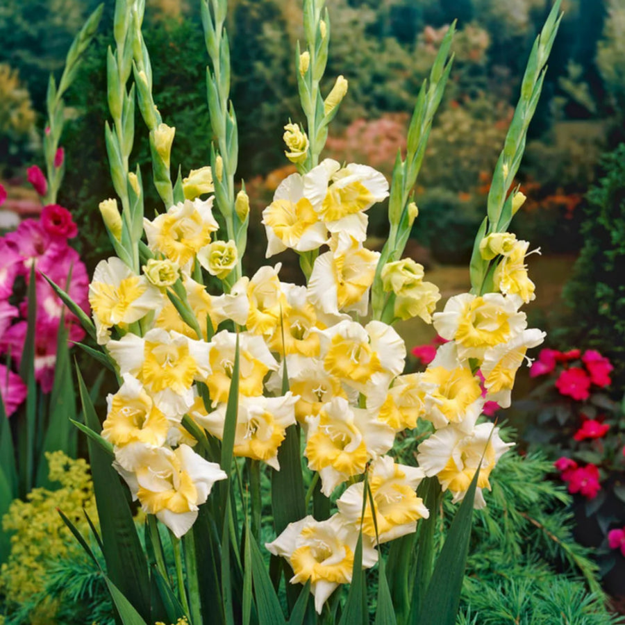 Gladiolus Bulbs Buggy' GLADIBULBBUGGY - gladioli buggy summer flowering bulb - image4 1