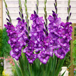 Gladioli Summer Bulbs  9