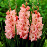 Gladiolus Bulbs New Release  1