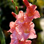 Gladiolus Bulbs New Release  2