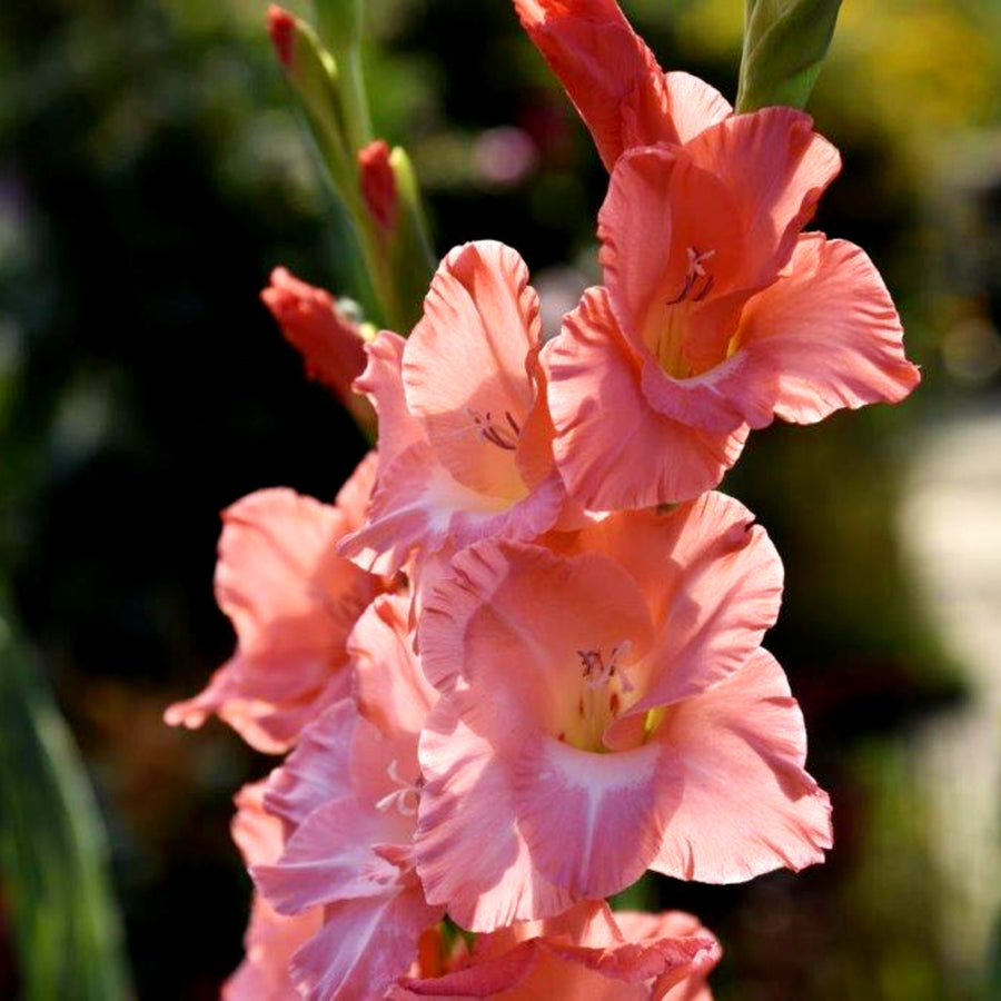 Gladiolus Bulbs New Release  2