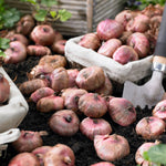 Gladiolus Bulbs New Release  4