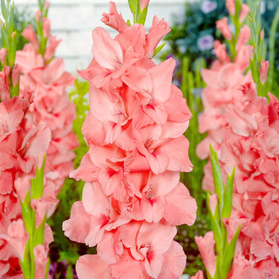 Gladiolus Bulbs New Release  3