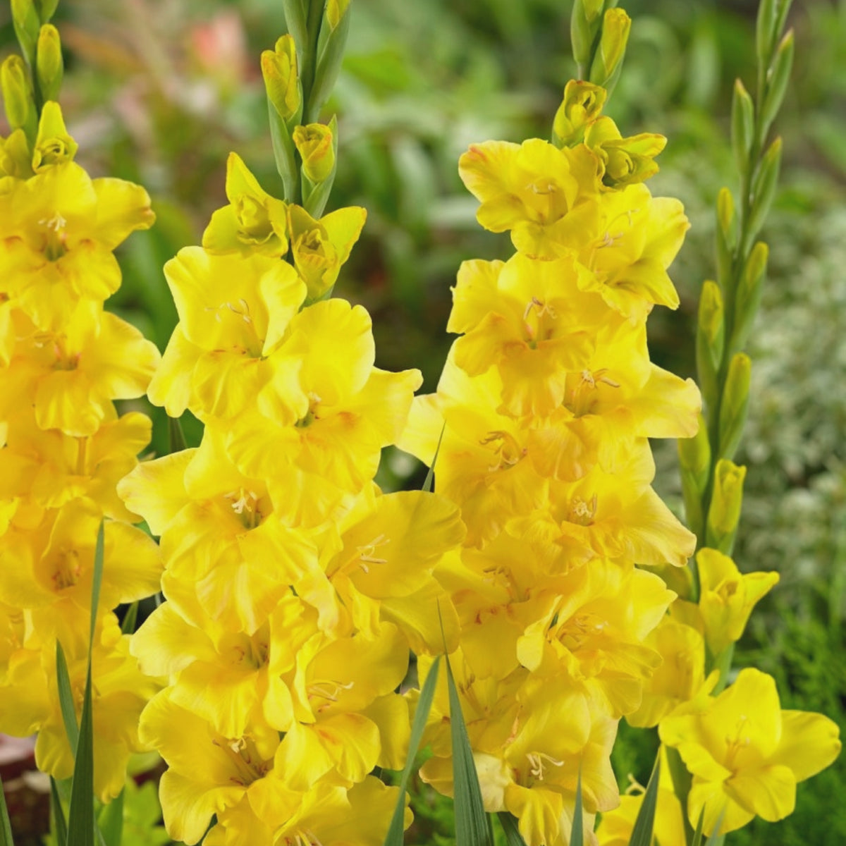 Gladioli Summer Bulbs  12