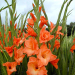 Gladiolus Bulbs Peter Pears  1
