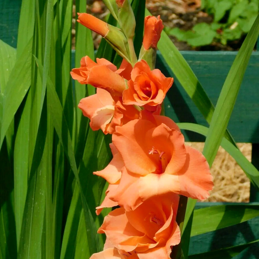 Gladiolus Bulbs Peter Pears  3