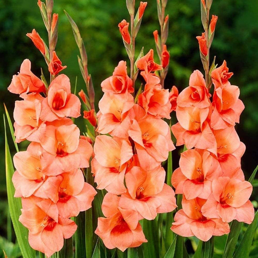 Gladiolus Bulbs Peter Pears  1