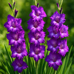 Gladiolus Bulbs Purple Flora  1