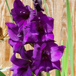 Gladiolus Bulbs Purple Flora  3
