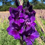Gladiolus Bulbs Purple Flora  2