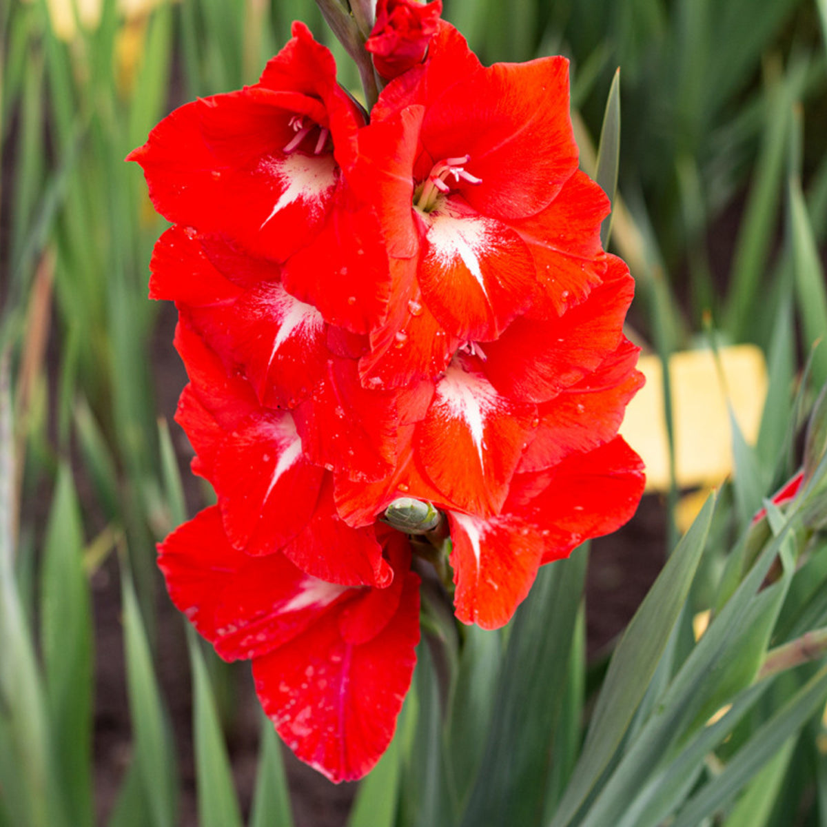 Gladioli Summer Bulbs  11