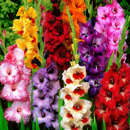 GLADIOLIMIX-mixed gladioli summer bulb-image1