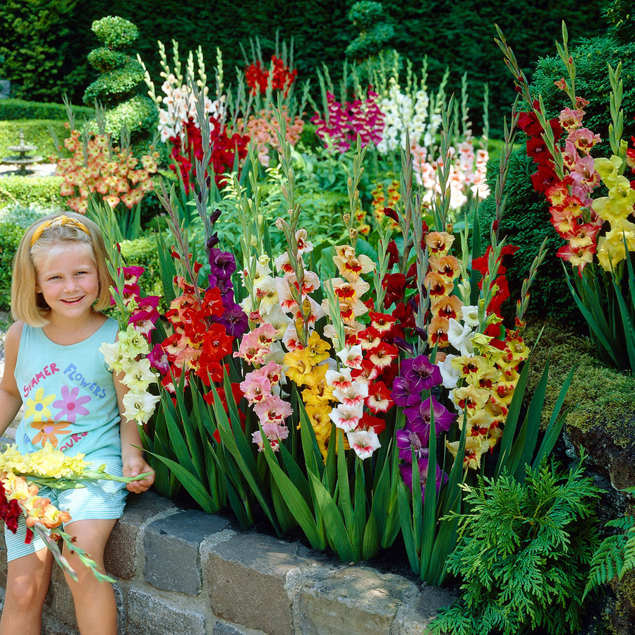 Gladioli Mixed Summer Bulbs GLADIOLIMIX-mixed gladioli summer bulb-image2 2