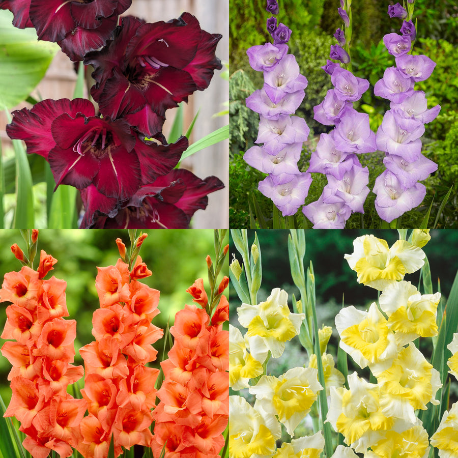 Gladioli Mixed Summer Bulbs GLADIOLIMIX-mixed gladioli summer bulb-image4 4