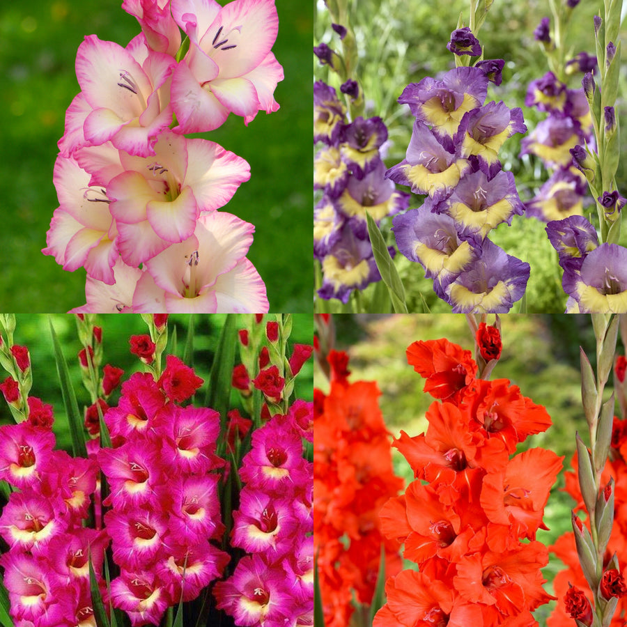 Gladioli Mixed Summer Bulbs GLADIOLIMIX-mixed gladioli summer bulb-image5 5