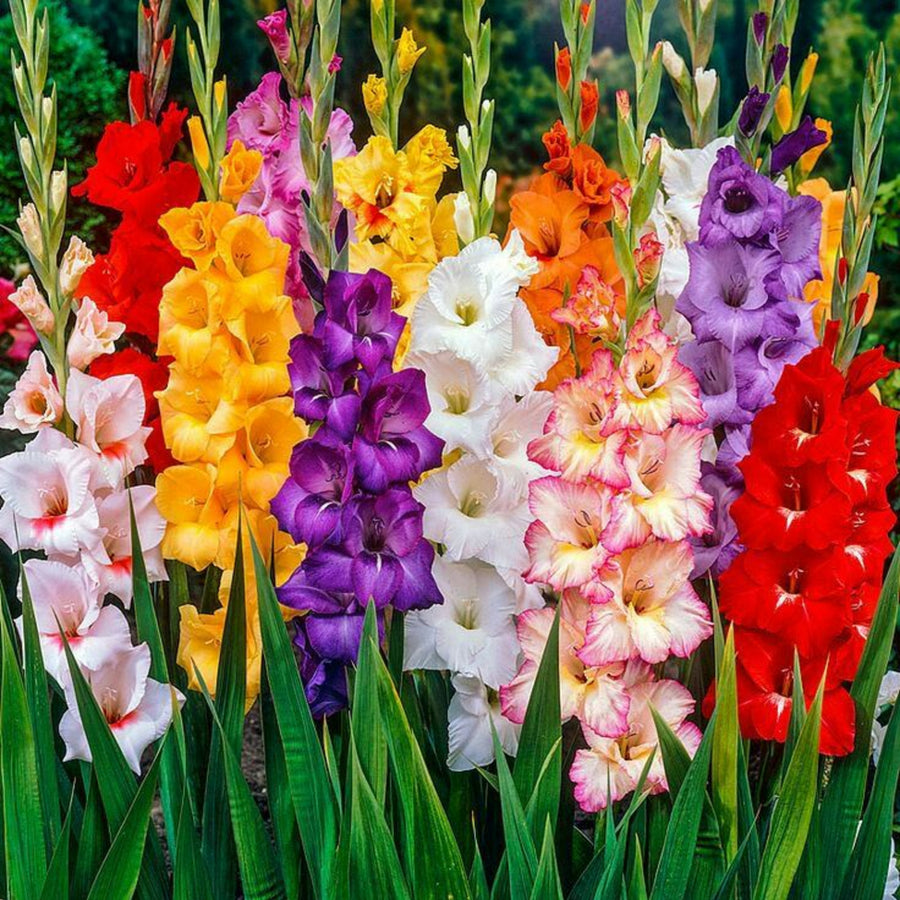 Gladioli Mixed Summer Bulbs GLADIOLIMIX-mixed gladioli summer bulb-image6 6