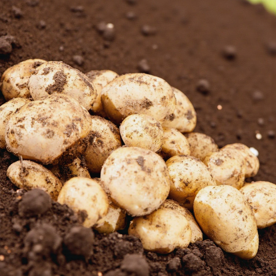 Seed Potatoes  3