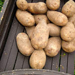 Seed Potatoes Golden Wonder A group of unwashed Golden Wonder seed potatoes displayed on slatted outdoor furniture, showing their rough, textured skins. 1