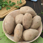 Seed Potatoes Golden Wonder A wooden bowl filled with Golden Wonder seed potatoes, showing their characteristic rough, russeted skins in a rustic kitchen-style setting. 4
