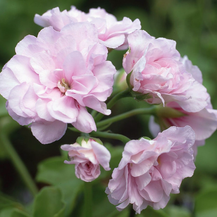 Geranium Baby Pink Plant Soft pink geranium flowers in full bloom with lush green background. 3