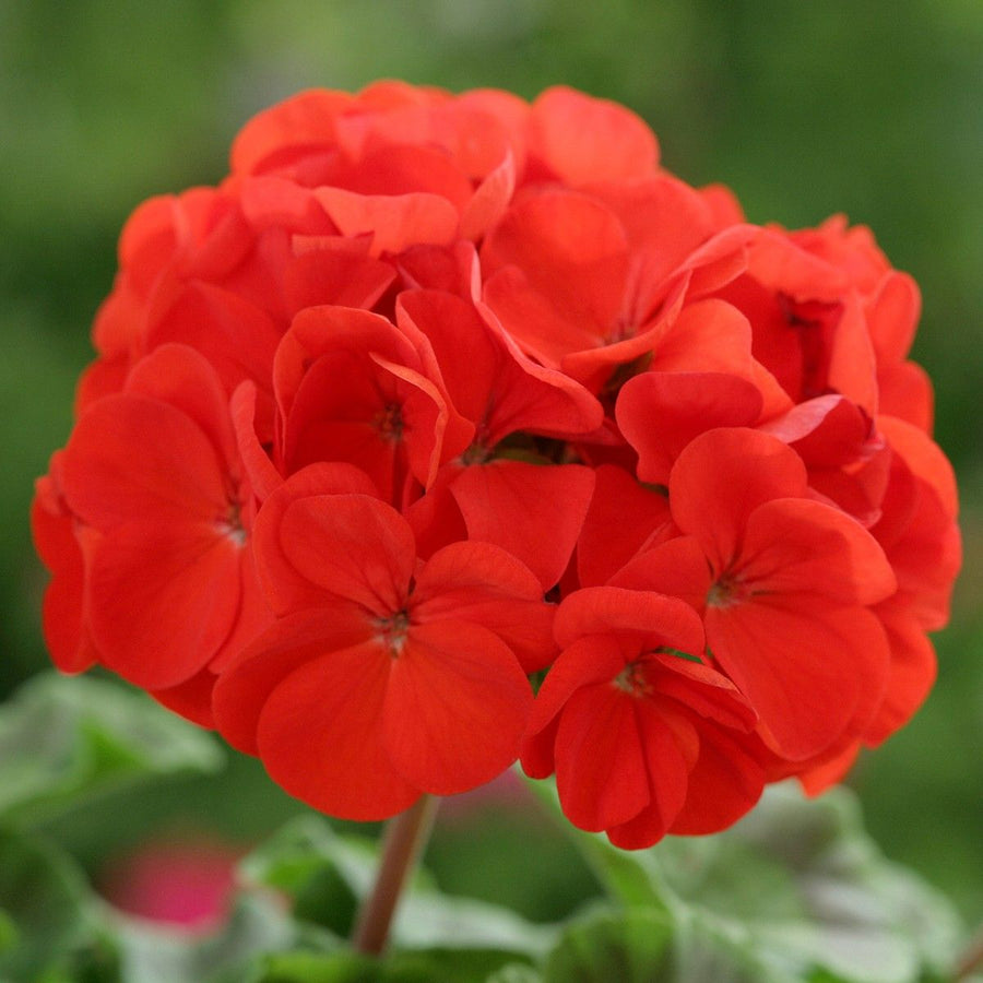 Geranium Bright Red Plant Bright red geranium flower cluster in full bloom against a blurred green background. 1