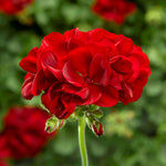 Geranium Plant Dark red geranium flower cluster with velvety petals, set against a softly blurred green background. 4