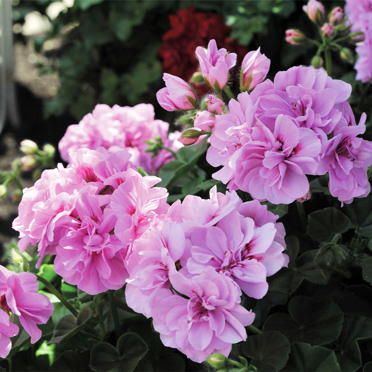 Geranium Plant Clusters of soft lilac geranium flowers in full bloom with deep green foliage in the background. 5