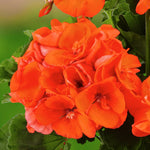 Geranium Plant Vibrant orange glow geranium flowers in full bloom, surrounded by lush green leaves and set against a blurred background. 6