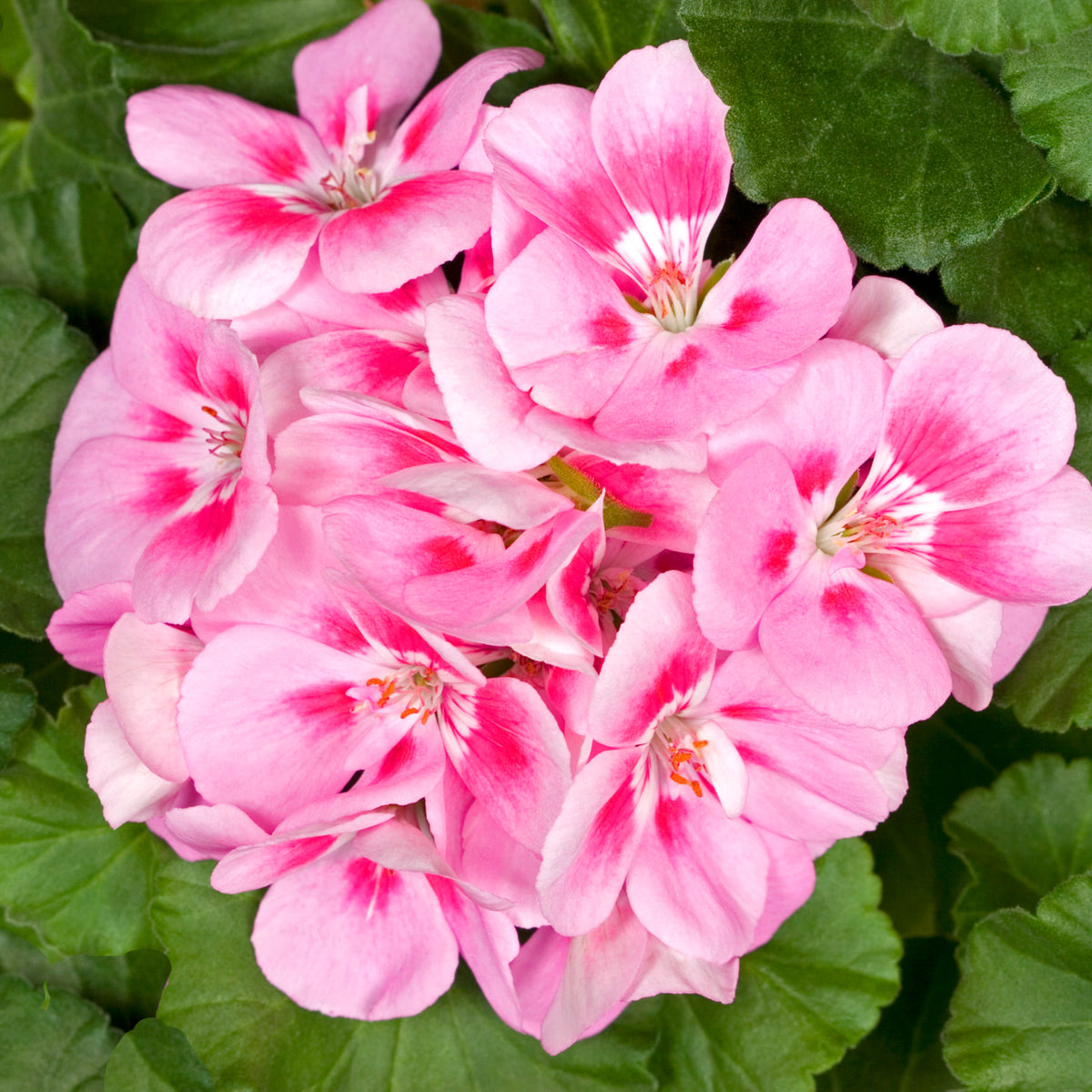 Geranium Plant Pink and white geranium flowers with delicate bi-coloured petals, nestled among deep green leaves. 8