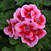 Geranium Raspberry | Rich Pink Bedding Plants