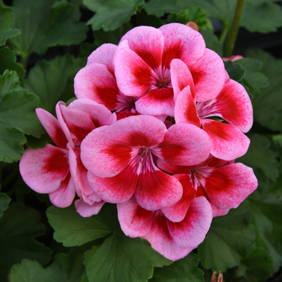 Geranium Raspberry Plant Raspberry Ice geranium flowers with striking pink petals and deep red centres, surrounded by rich green foliage. 1