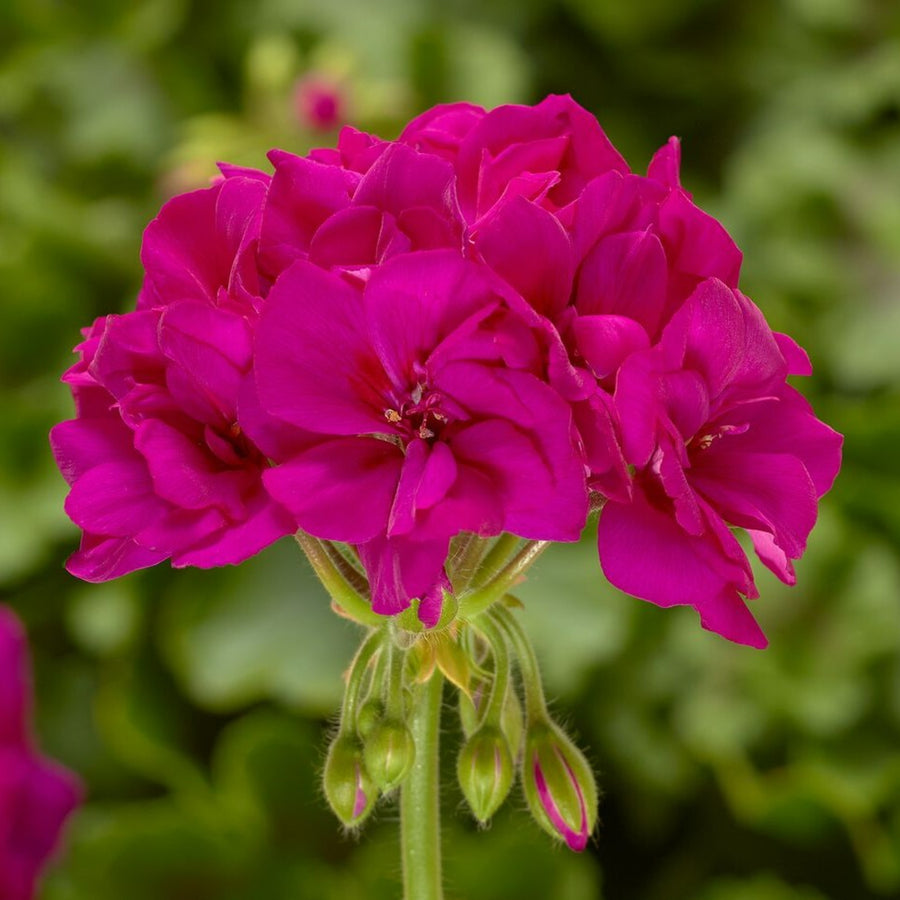 Geranium Violet Rose Plant Violet rose geranium flowers in rich magenta hues, blooming in a tight cluster above a backdrop of lush green foliage. 1
